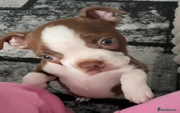 Boston Terrier dogs for sale: Boston terrier puppy - Image 1