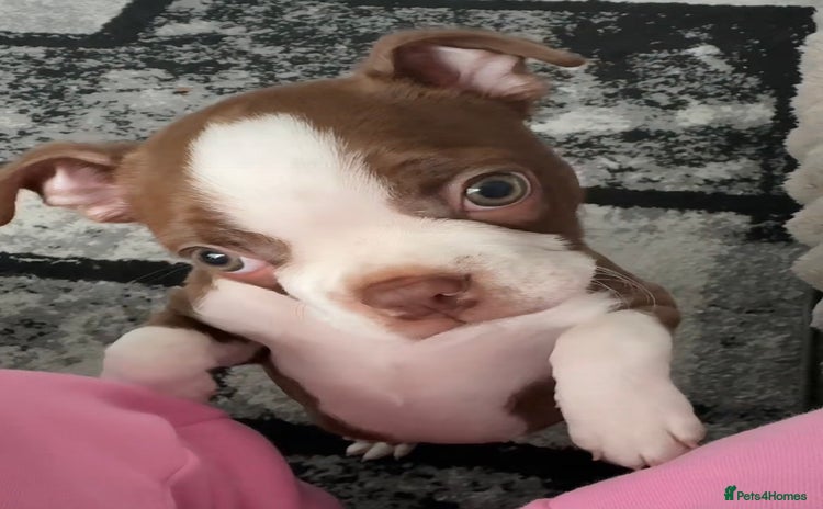 Boston Terrier dogs - Advert 1