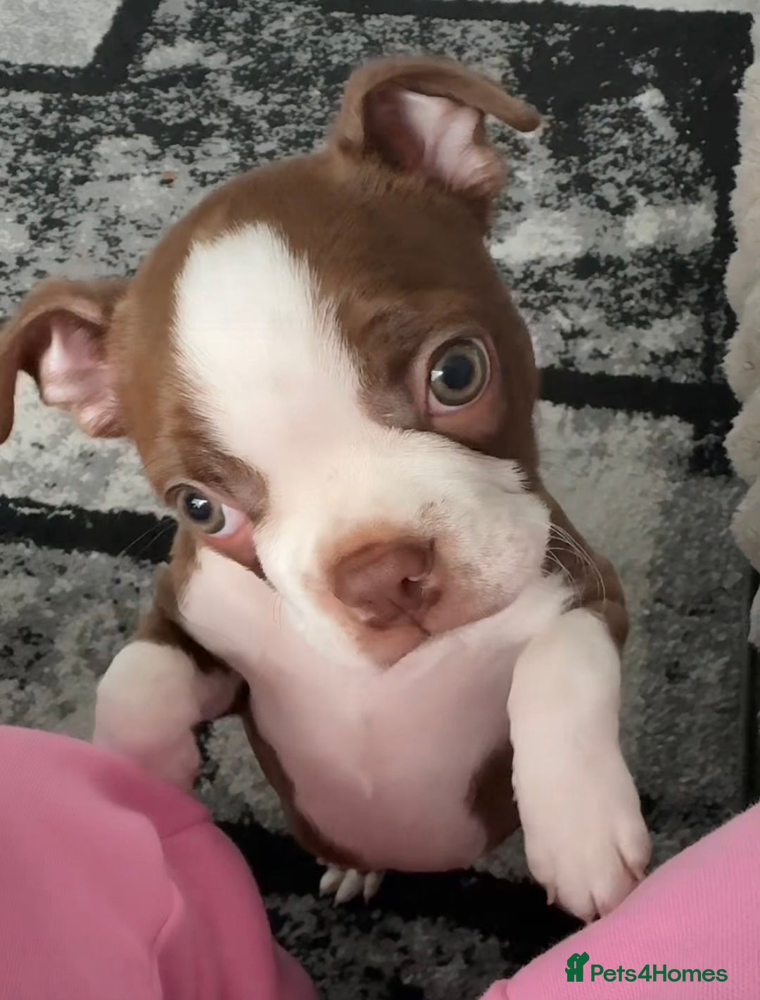Boston Terrier dogs for sale: Boston terrier puppy - Image 1