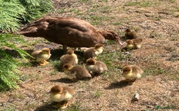 Ducks poultry for sale: Muscovy ducks - Image 1