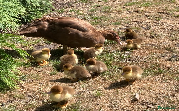 Ducks poultry - Advert 1