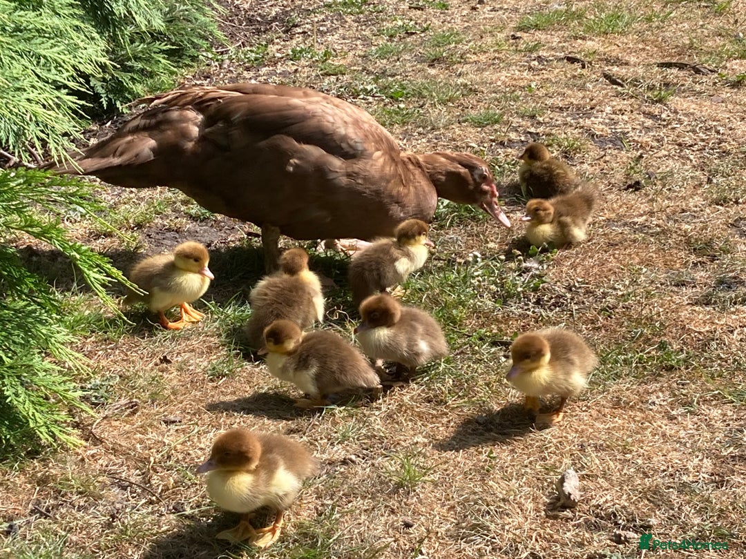 Ducks poultry for sale: Muscovy ducks - Image 1