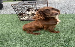 Cocker Spaniel dogs for sale: Cocker spaniels  - Image 7