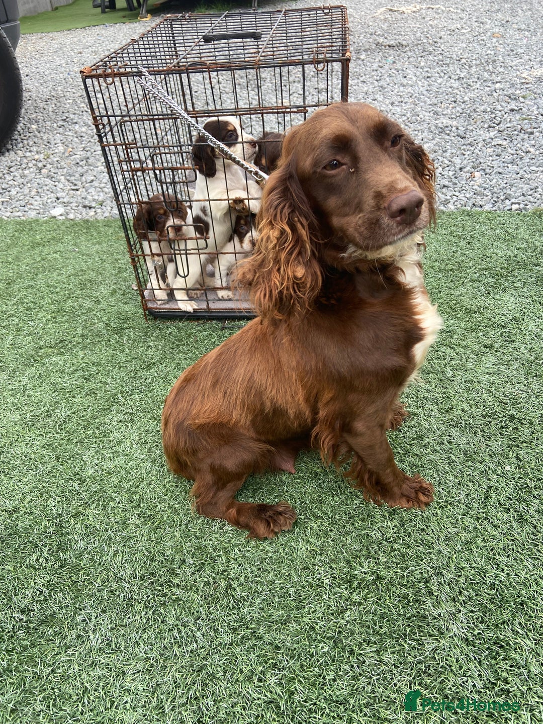 Cocker Spaniel dogs for sale: Cocker spaniels  - Image 7