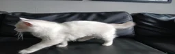 Ragdoll cats for sale: Rare High White Ragdoll Girl – Champion Line - Advert 5