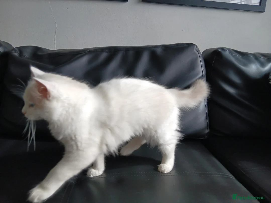 Ragdoll cats for sale: Rare High White Ragdoll Girl – Champion Line - Advert 5