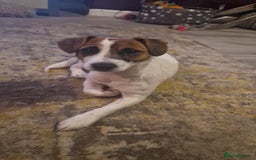Jack Russell dogs for sale: 5 beautiful jsck russell puppies - Image 2