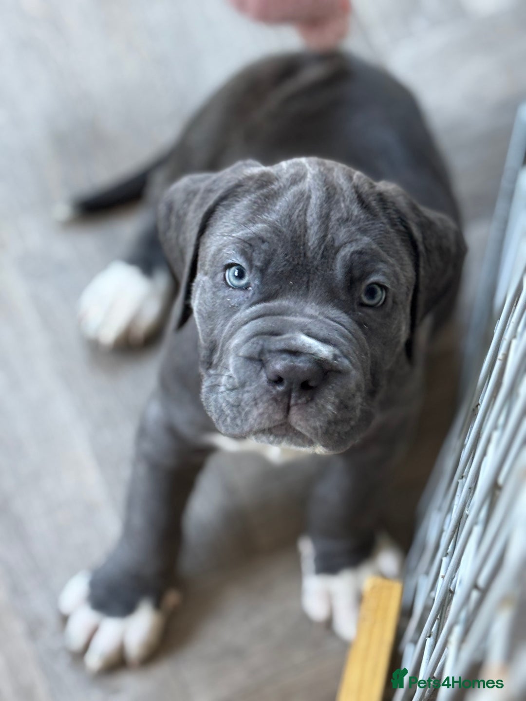 Neapolitan Mastiff dogs for sale: Mastiffs - Advert 1