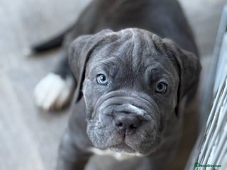 Neapolitan Mastiff dogs Mastiffs - Advert 7