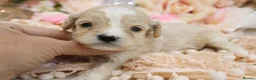 Cavapoo dogs for sale: Health Tested Cavapoo Puppies - Advert 39