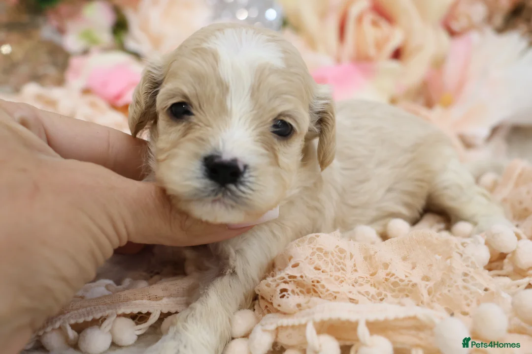 Cavapoo dogs for sale: Health Tested Cavapoo Puppies - Advert 39