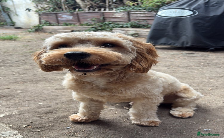 Cavapoo dogs - Advert 3