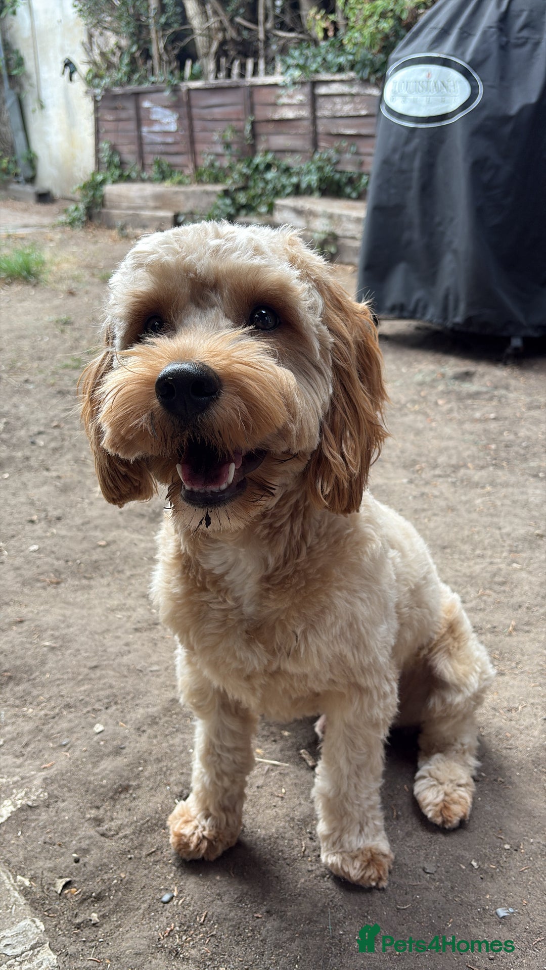 Cavapoo dogs for stud: My cavapoo Enzo is up for stud - Image 1