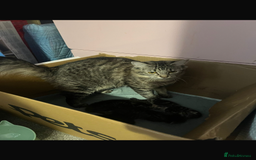 Mixed Breed cats for sale: Beautiful Kittens  - Image 7