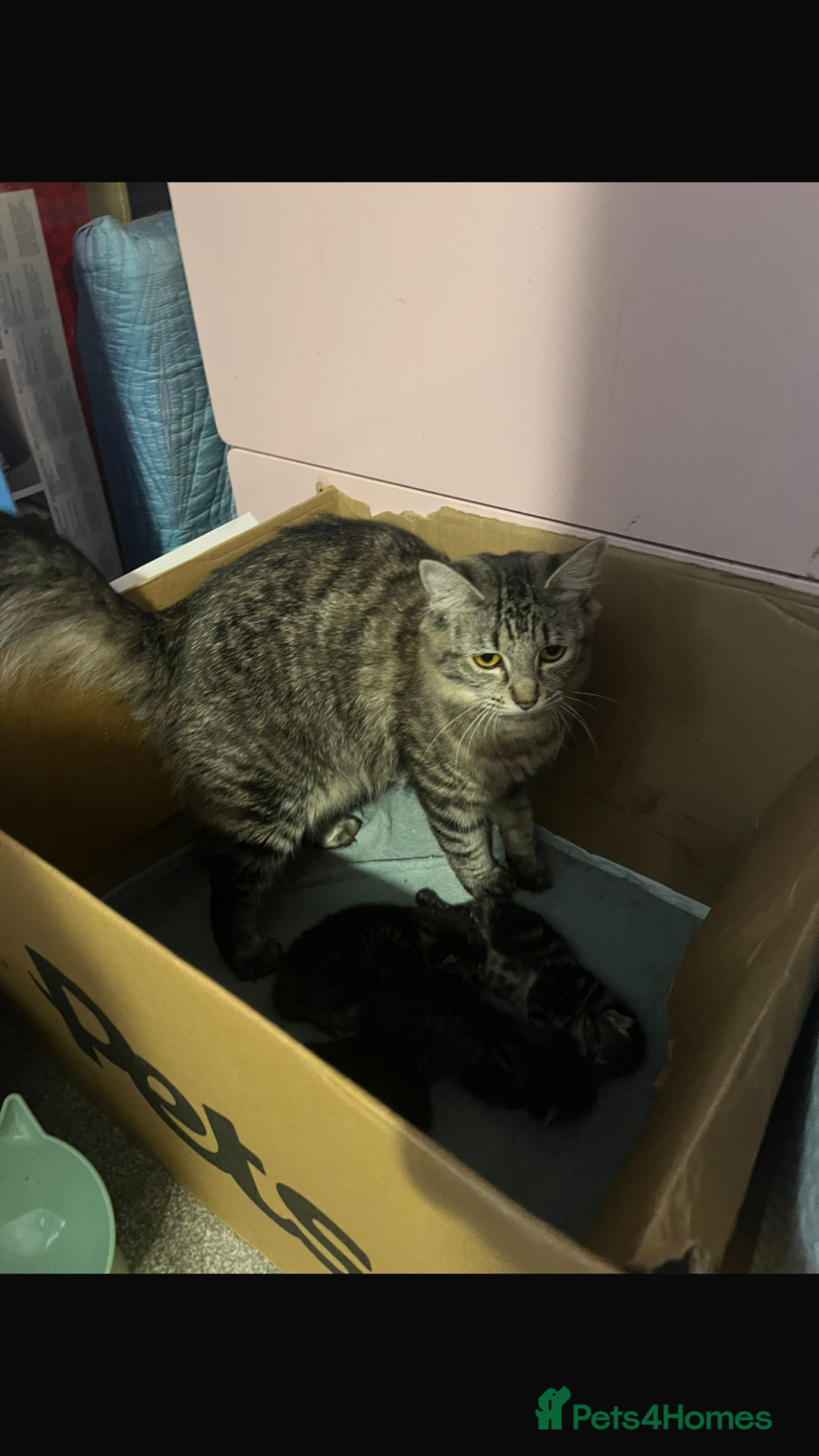 Mixed Breed cats for sale: Beautiful Kittens  - Image 7
