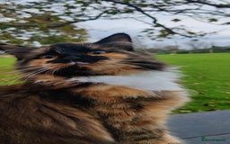 Mixed Breed cats for sale: Half ragdoll kittens for sale - Image 6