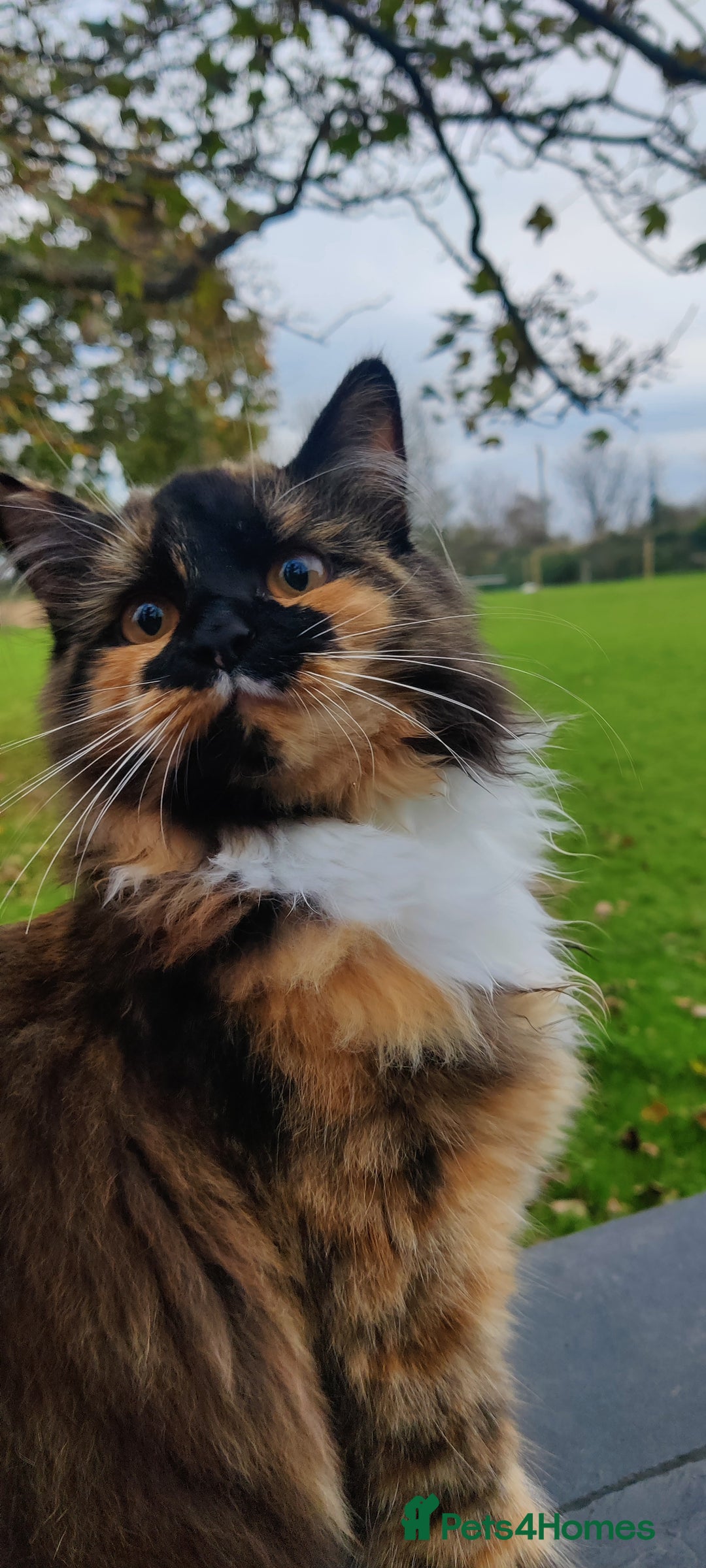 Mixed Breed cats for sale: Half ragdoll kittens for sale - Image 6