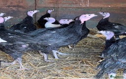 Turkeys poultry for sale: Bronze and White Turkey Poults - Image 1