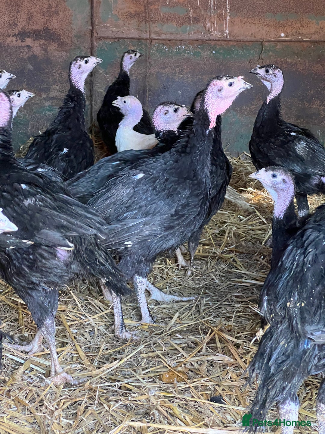 Turkeys poultry for sale: Bronze and White Turkey Poults - Image 1