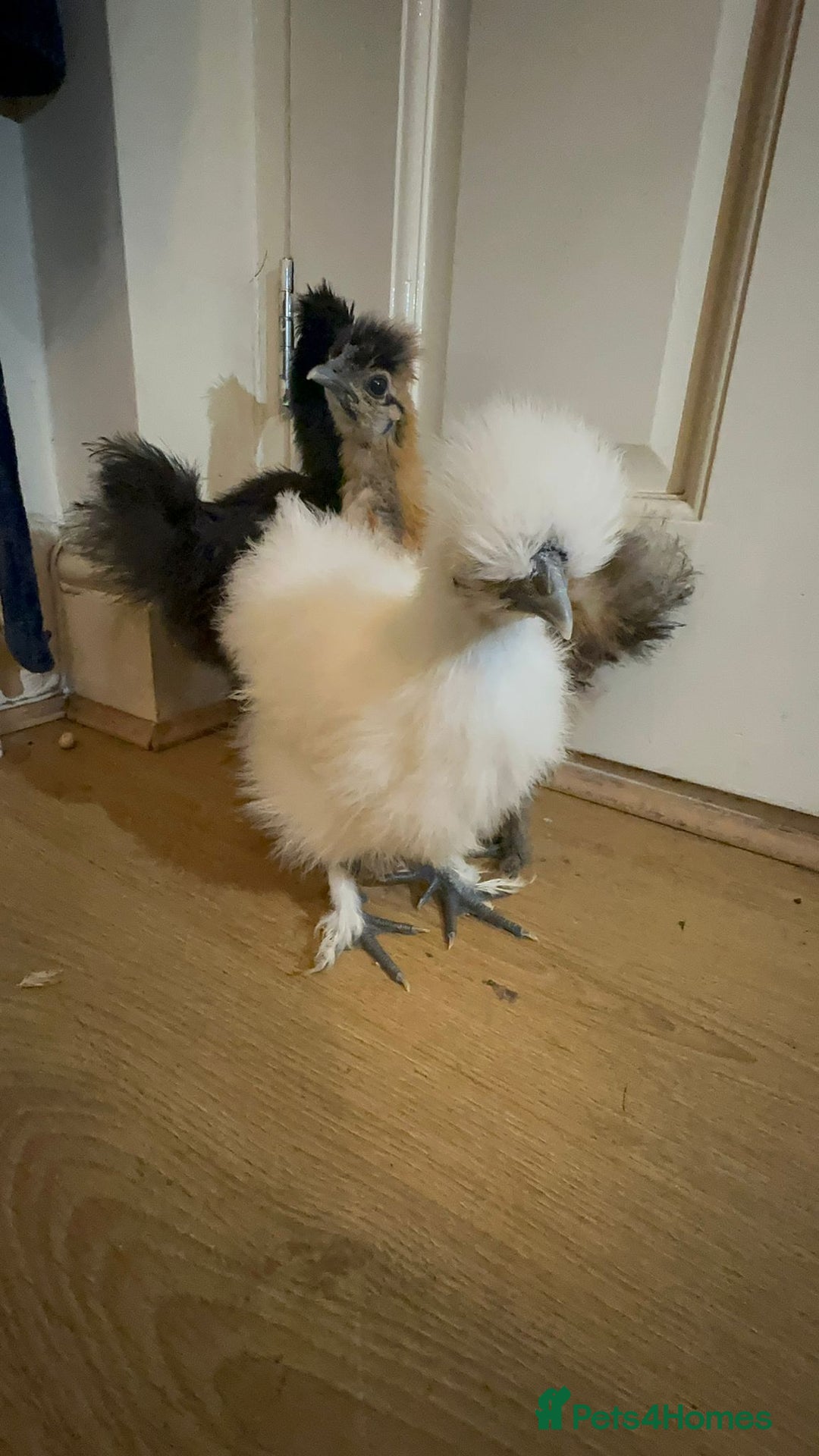 Chickens poultry for sale: 3 Silkie Purebreds for £90 - Advert 6