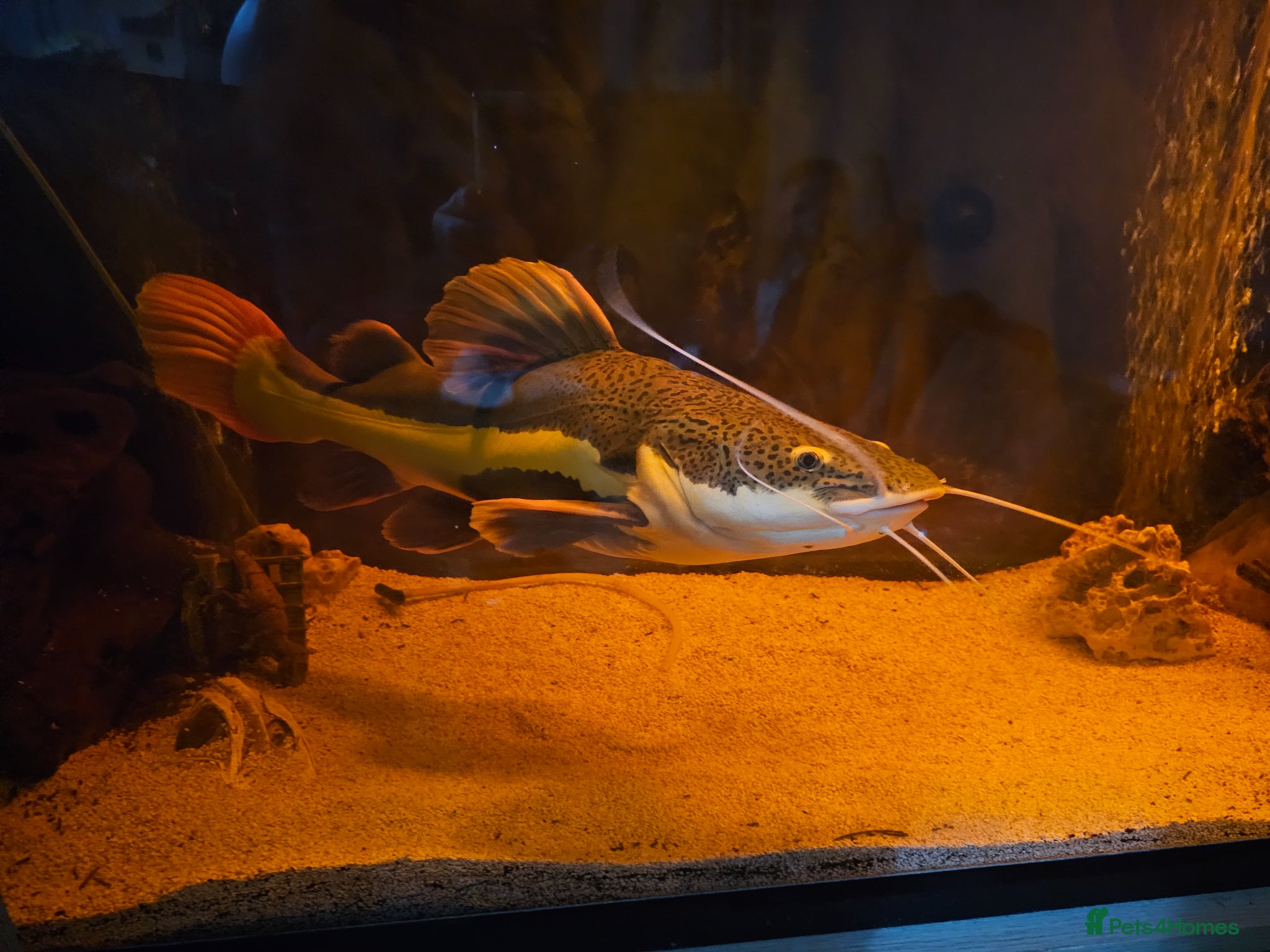 Catfish fish for sale: Red catfishfish - Advert 1