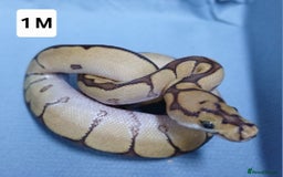 Python Snake reptiles for sale: Royal Python Morph Hatchlings  - Image 3