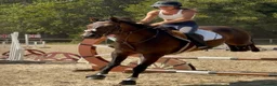 English Thoroughbred horses for sale: Super safe teenagers dream  - Advert 10