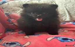 Pomeranian dogs for sale: Tiny Pomeranian puppies - Image 11