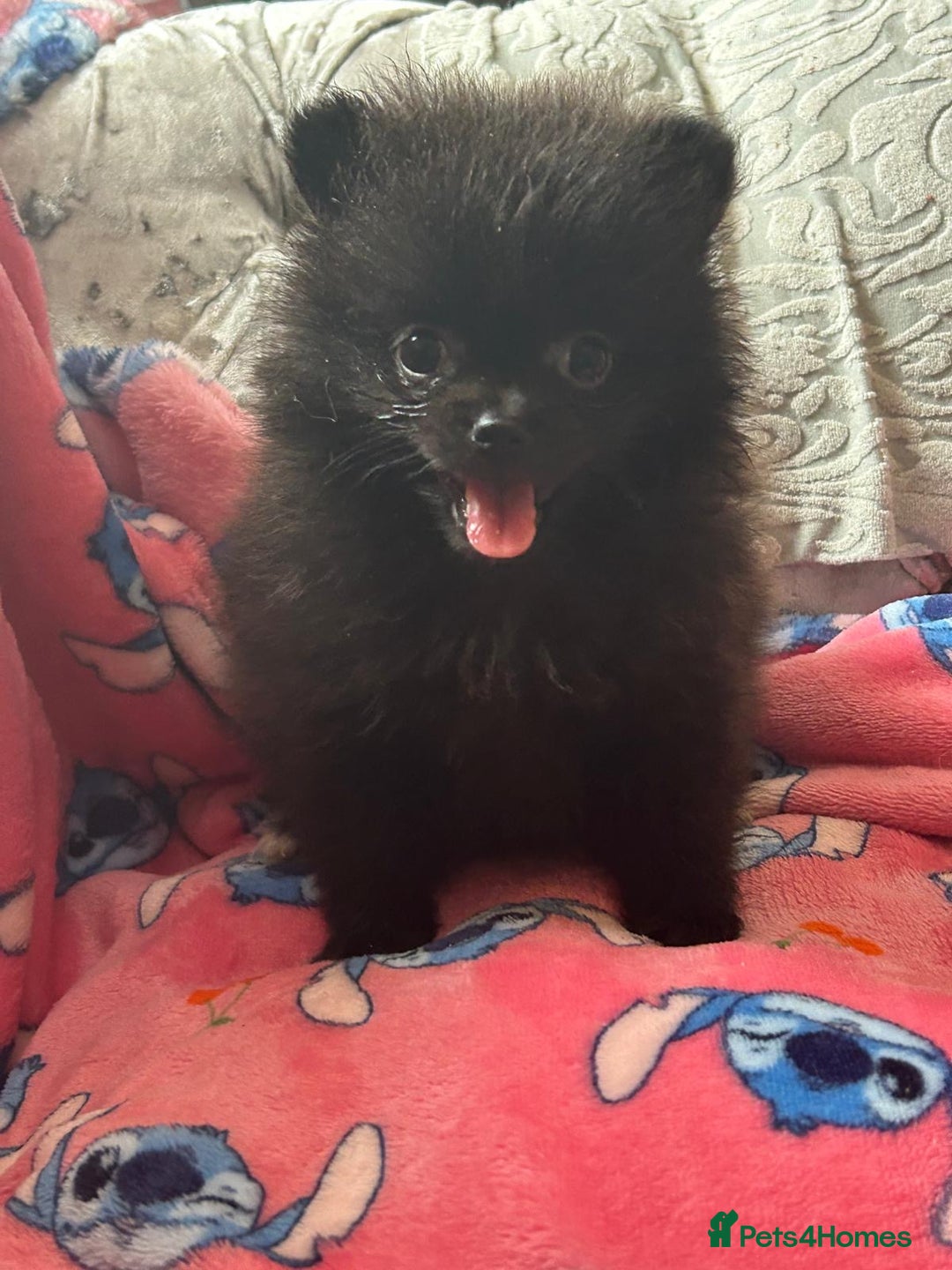 Pomeranian dogs for sale: Tiny Pomeranian puppies - Image 11