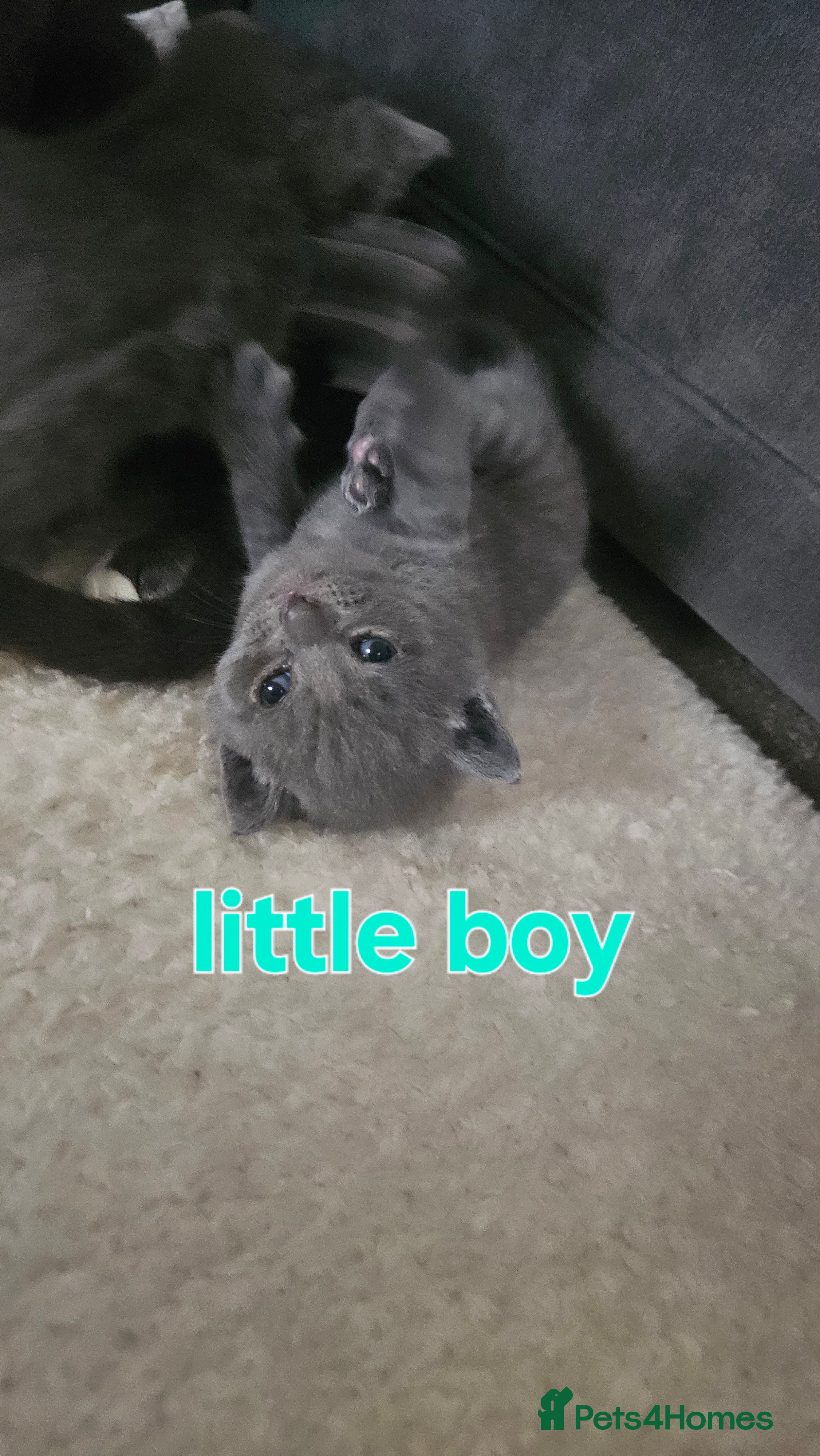 Mixed Breed cats Grey kittens in Catterick Garrison - Advert 2