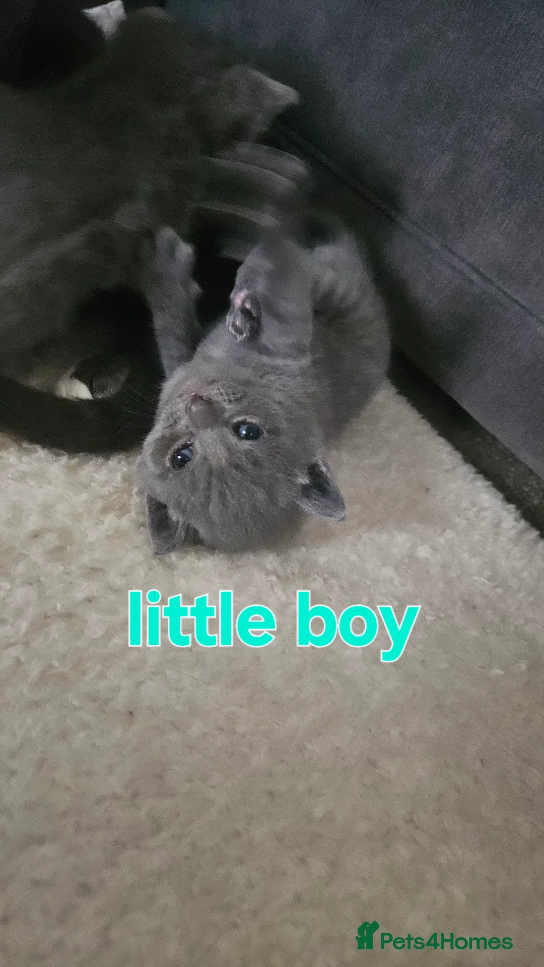 Mixed Breed cats for sale: Grey kittens - Advert 1