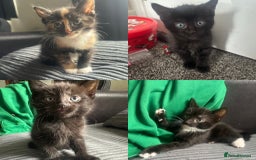 Mixed Breed cats for sale: Four beautiful kittens - Image 1
