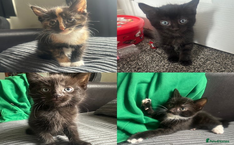 Mixed Breed cats - Advert 1