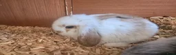 Mixed Breed rabbits for sale: Angora x French lop bunnies - Advert 3