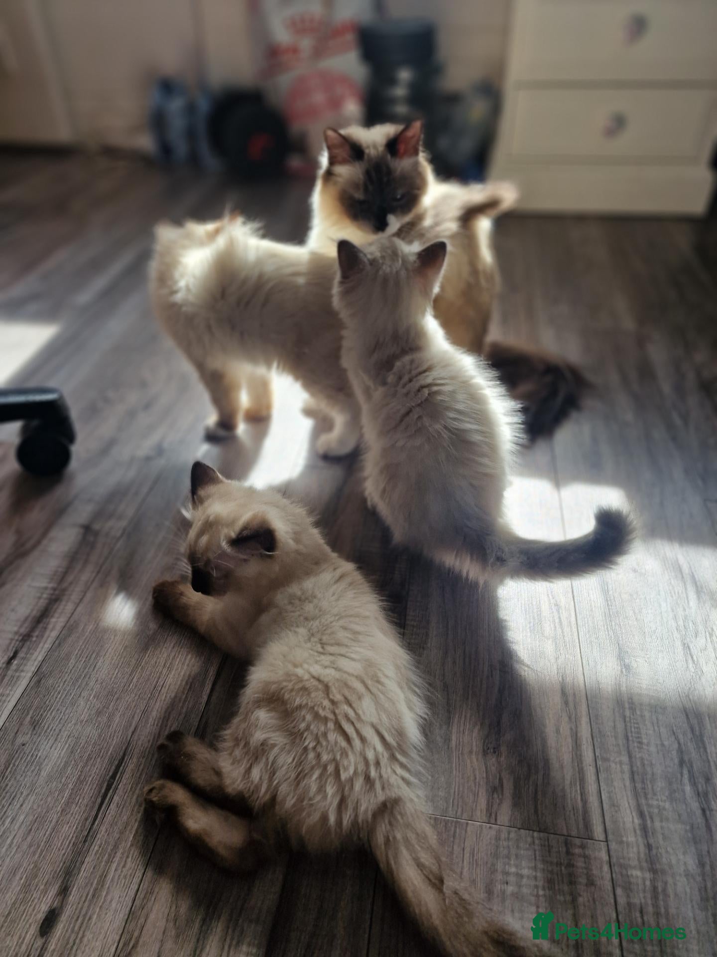 Ragdoll cats 2 males and 1 female Ragdoll kittens  - Advert 17