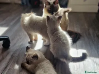 Ragdoll cats 2 males and 1 female Ragdoll kittens - Advert 6