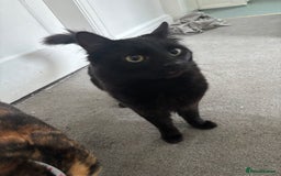 Maine Coon cats for sale: Flour - £50 - Advert 4