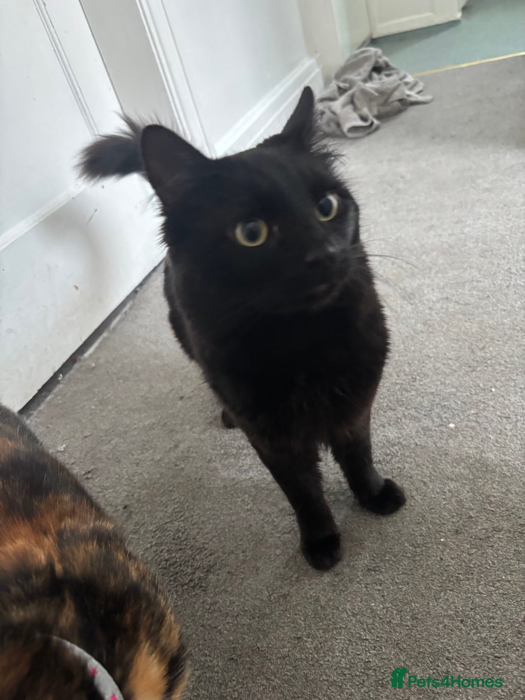 Maine Coon cats for sale: Flour - £50 - Advert 4