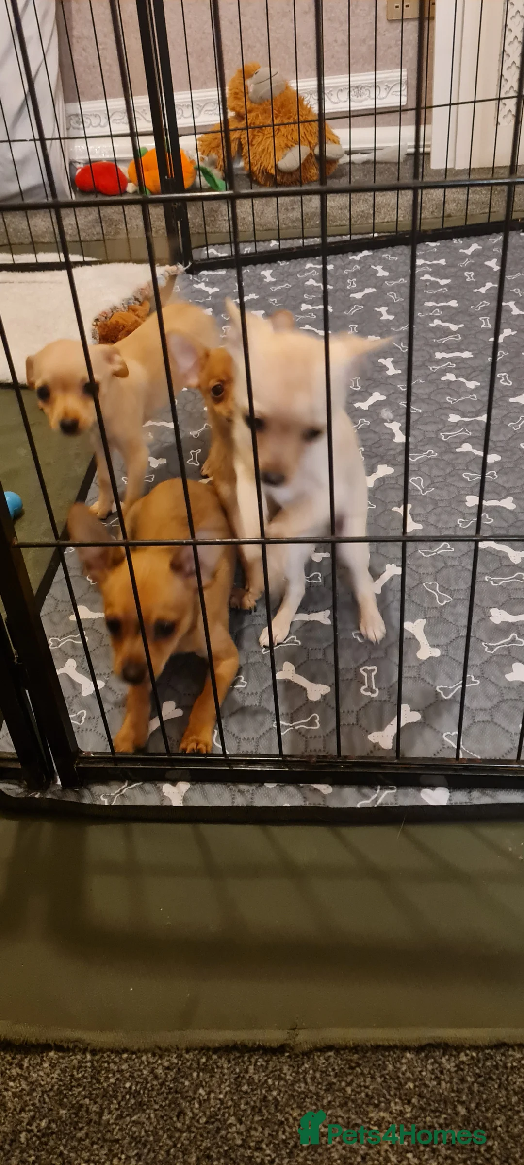 Mixed Breed dogs for sale: Beautiful chihuahua mix puppies - Advert 10