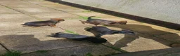 Mixed Breed dogs for sale: Amstaff x Rottwiller puppies looking for a home in Walsall - Advert 14
