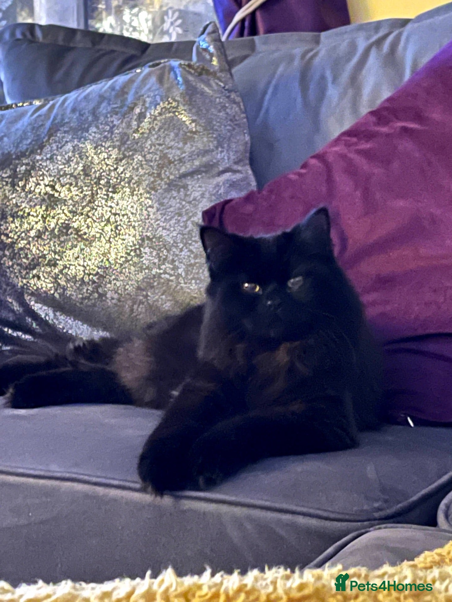 British Longhair cats Stunning Black Long Haired Boy Teddy - Advert 7