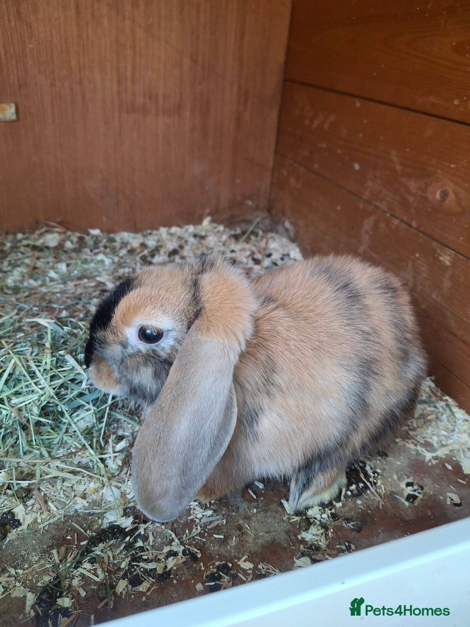 Dwarf Lop rabbits Dwarf lop *** still available *** - Advert 19