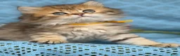 British Longhair cats for sale: British Longhair golden shaded kittens TICA - Advert 15