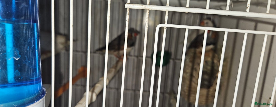 Finches birds for sale: Bengali society finches and zebra finches for sale - Advert 6