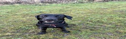 Labrador Retriever dogs for stud: KC registered Labrador Stud - Advert 9