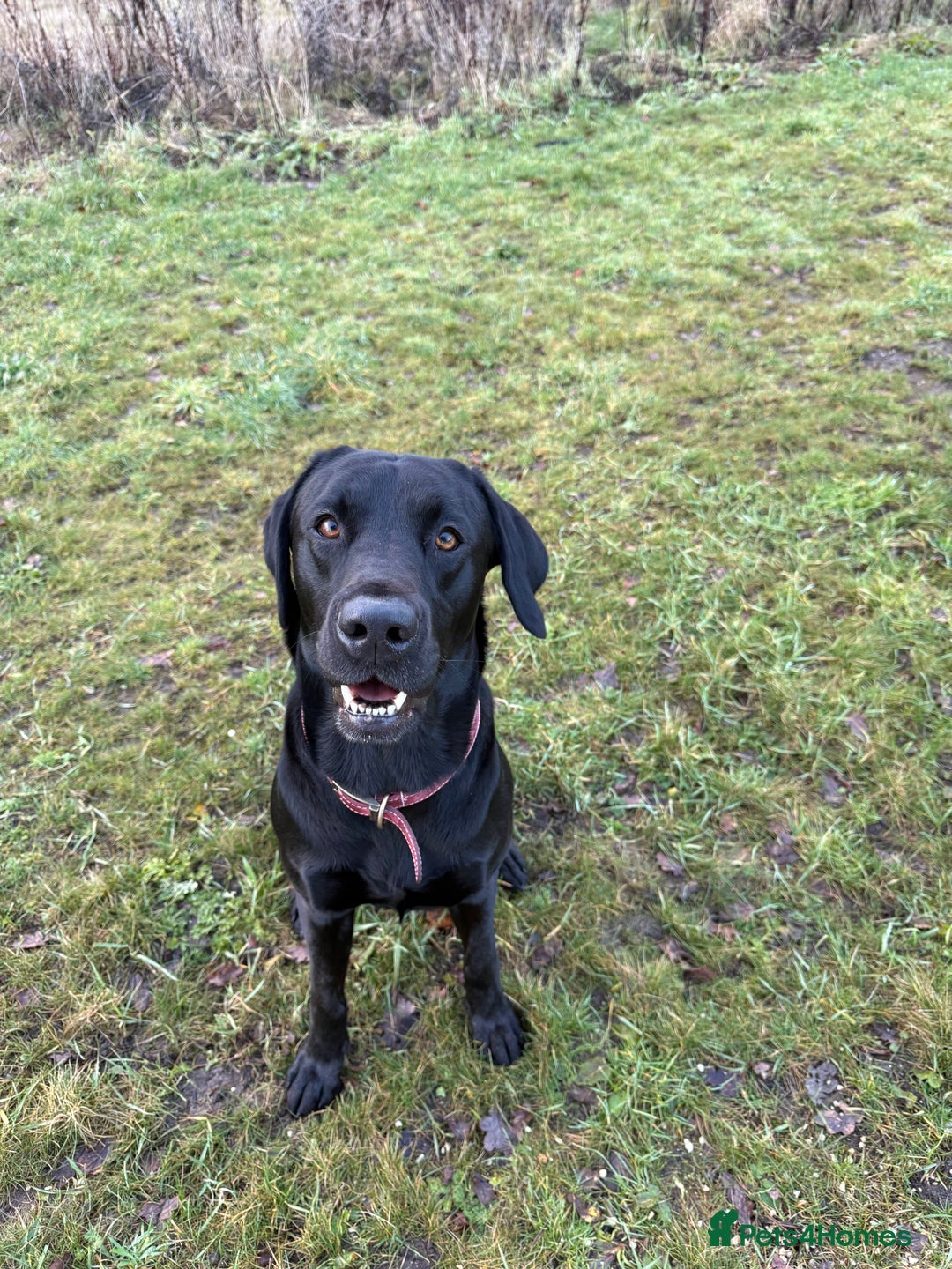 Labrador Retriever dogs for stud: KC registered Labrador Stud - Advert 9