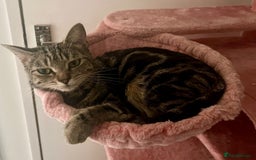 Mixed Breed cats for sale: Loving tabby cat looking for forever home ASAP - Image 6