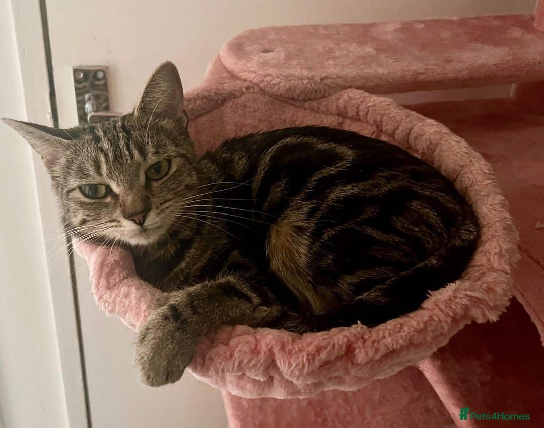 Mixed Breed cats for sale: Loving tabby cat looking for forever home ASAP - Image 6