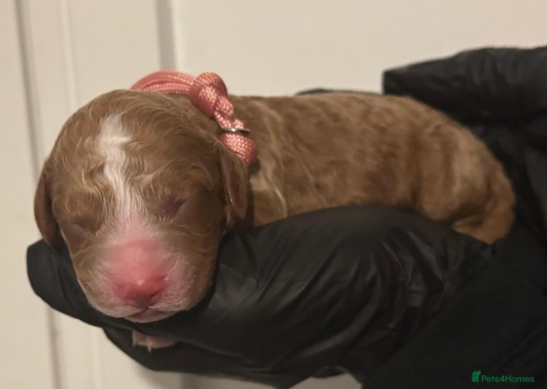 Cockapoo dogs for sale: 🐾 Beautiful Red Cockapoo Puppies 🐾 - Advert 8