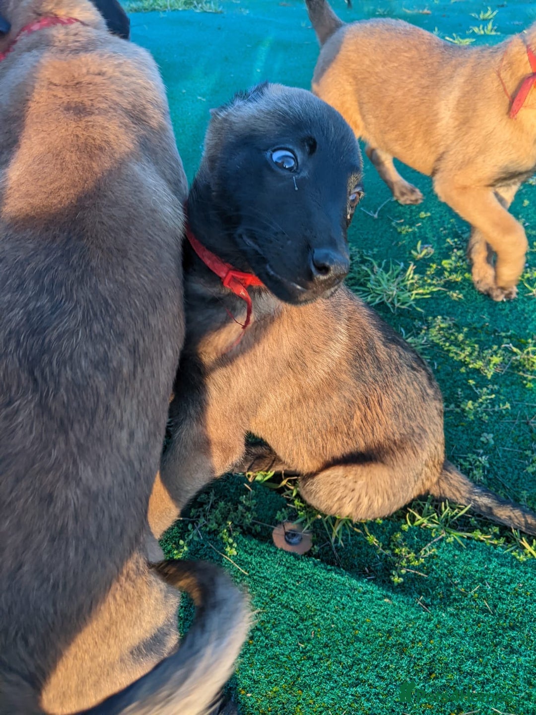 Belgian Shepherd Dog dogs for sale: Belgian Malinois - Advert 6